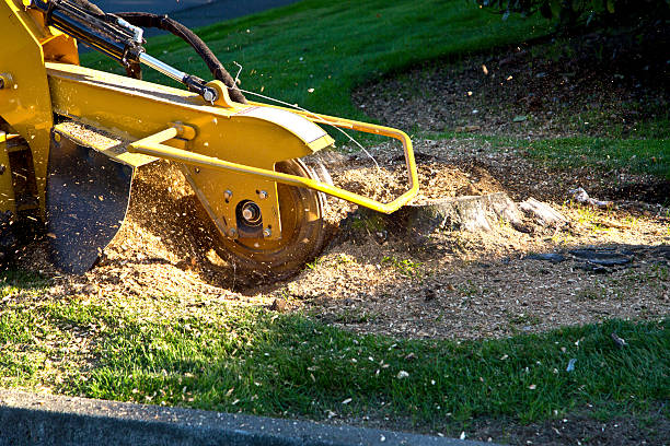 Best Tree Branch Trimming  in Shenandoah, LA